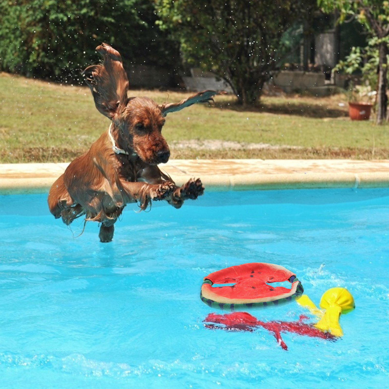 Disco volador para perros con  - Flying Disc Dog Training Toy reseña y precio